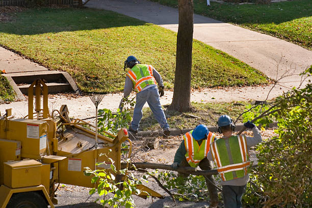Best Commercial Tree Services  in Delevan, NY