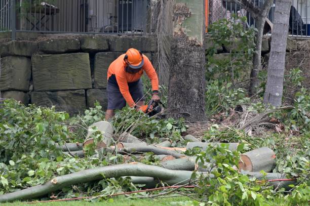 Best Tree and Shrub Care  in Delevan, NY
